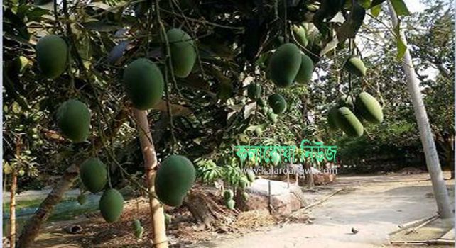 আম চাষীরা ইউরোপের বাজার ধরতে উন্মুখ
